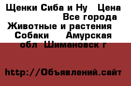 Щенки Сиба и Ну › Цена ­ 35000-85000 - Все города Животные и растения » Собаки   . Амурская обл.,Шимановск г.